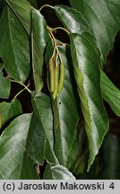 Alnus ×spaethii (olcha Spaetha)