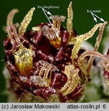 Artemisia vulgaris (bylica pospolita)