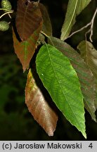 Alnus ×spaethii (olcha Spaetha)