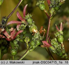 Heptacodium miconioides (heptakodium chińskie)