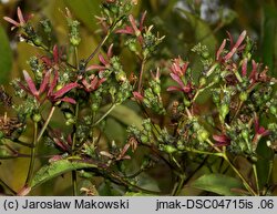 Heptacodium miconioides (heptakodium chińskie)