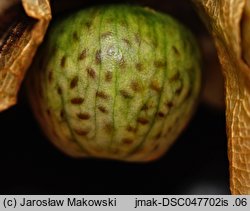 Nicandra physalodes (nikandra miechunkowa)