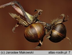 Ipomoea purpurea (wilec purpurowy)