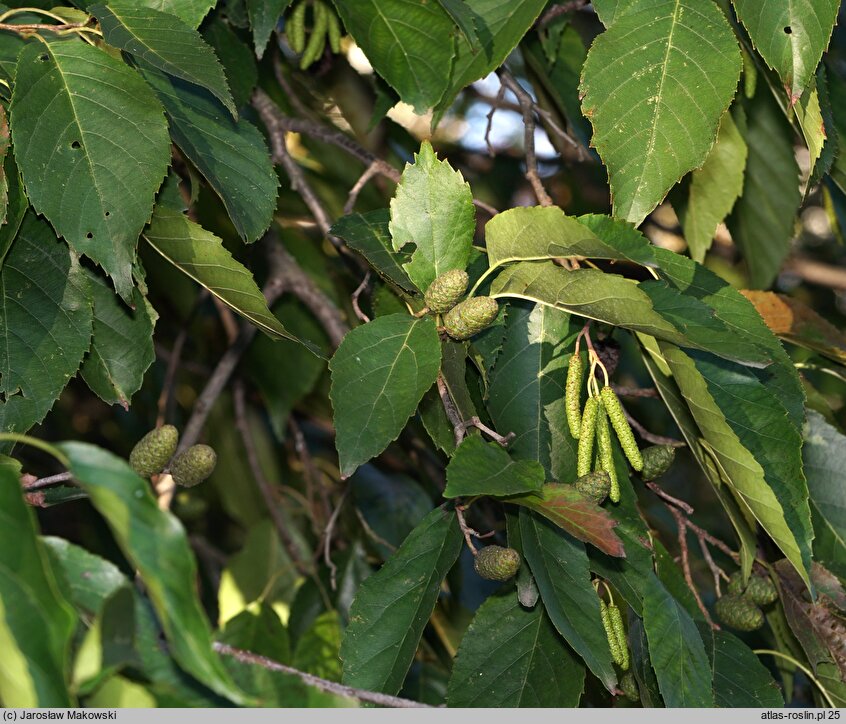 Alnus ×spaethii (olcha Spaetha)