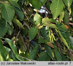 Alnus ×spaethii (olcha Spaetha)