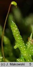 Pseudoscleropodium purum (brodawkowiec czysty)