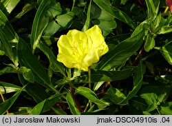 Oenothera macrocarpa (wiesiołek ozdobny)