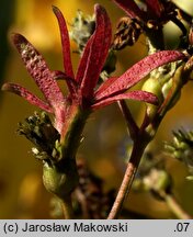 Heptacodium miconioides (heptakodium chińskie)