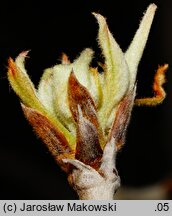 Pyrus salicifolia (grusza wierzbolistna)