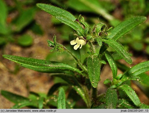 Chaenorhinum minus (lniczka mała)