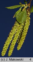 Ostrya carpinifolia (chmielograb europejski)