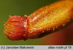 Dicranella heteromalla (widłoząbek włoskowy)