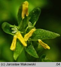 Rumex maritimus (szczaw nadmorski)