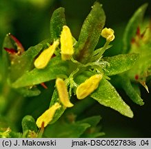 Rumex maritimus (szczaw nadmorski)