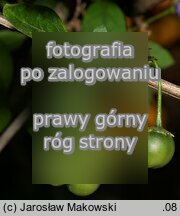 Solanum rantonnetii (psianka Rantonettiego)