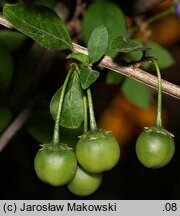 Solanum rantonnetii (psianka Rantonettiego)