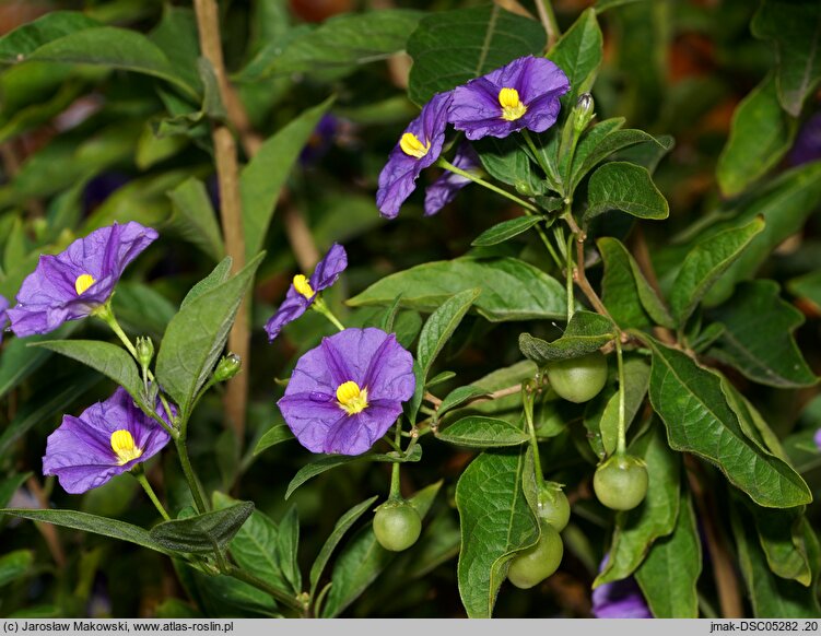 Solanum rantonnetii (psianka Rantonettiego)