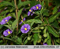 Solanum rantonnetii (psianka Rantonettiego)