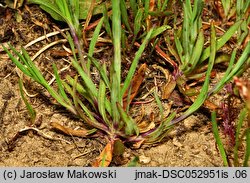 Petrorhagia prolifera (goździcznik wycięty)