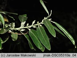 Elaeagnus angustifolia (oliwnik wąskolistny)