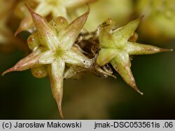 Sedum acre (rozchodnik ostry)