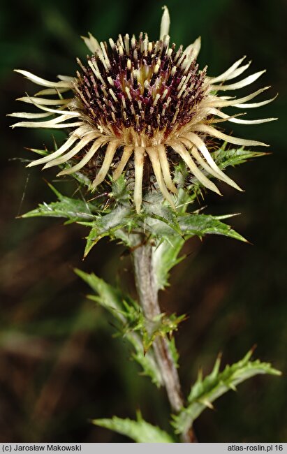 Carlina vulgaris (dziewięćsił pospolity)