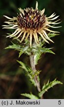 Carlina vulgaris (dziewięćsił pospolity)