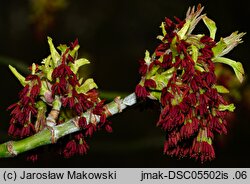 Acer negundo (klon jesionolistny)