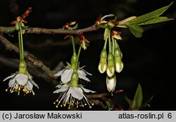 Prunus serrula (wiśnia tybetańska)