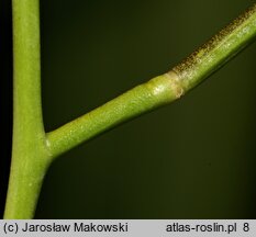 Sisymbrium altissimum (stulisz pannoński)