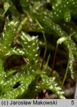 Pseudoscleropodium purum (brodawkowiec czysty)