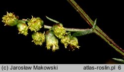 Artemisia campestris (bylica polna)