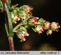 Artemisia campestris (bylica polna)