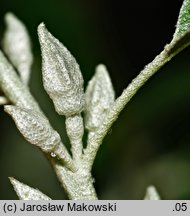 Elaeagnus angustifolia (oliwnik wąskolistny)