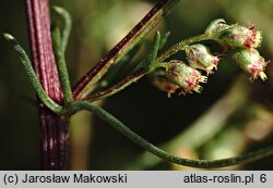 Artemisia campestris (bylica polna)