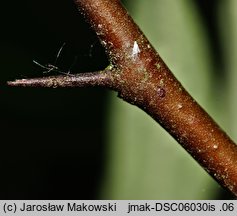 Elaeagnus angustifolia (oliwnik wąskolistny)