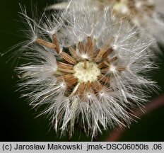 Crepis capillaris (pępawa zielona)