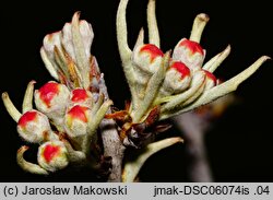 Pyrus salicifolia (grusza wierzbolistna)