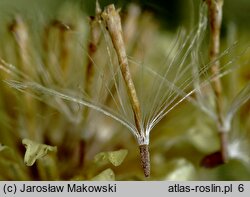 Helichrysum arenarium (kocanki piaskowe)