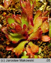 Saxifraga tridactylites (skalnica trójpalczasta)