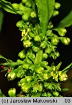 Rumex maritimus (szczaw nadmorski)