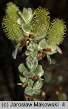 Salix lanata (wierzba wełnista)