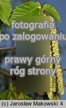 Ostrya carpinifolia (chmielograb europejski)
