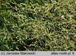 Artemisia campestris (bylica polna)