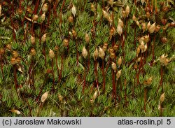 Polytrichum piliferum (płonnik włosisty)