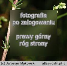 Artemisia campestris (bylica polna)
