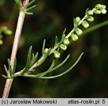 Artemisia campestris (bylica polna)