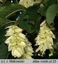 Ostrya carpinifolia (chmielograb europejski)