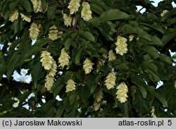 Ostrya carpinifolia (chmielograb europejski)