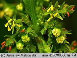 Rumex maritimus (szczaw nadmorski)